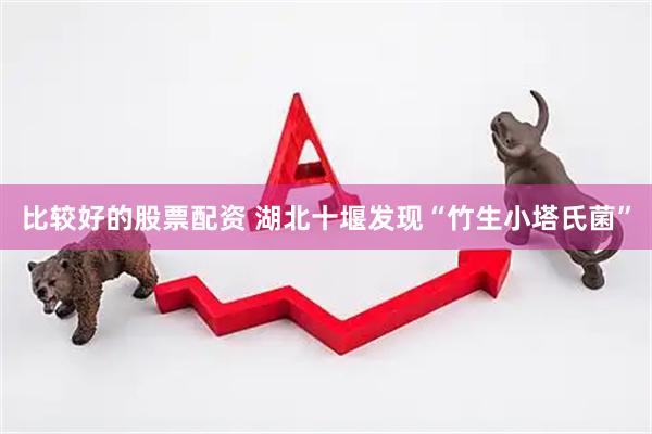 比较好的股票配资 湖北十堰发现“竹生小塔氏菌”